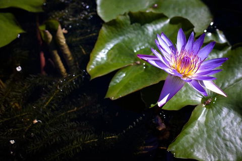 Freestyle Resort Port Douglas - Port Augusta Accommodation 20