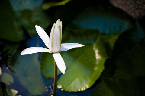 Freestyle Resort Port Douglas - Port Augusta Accommodation 12