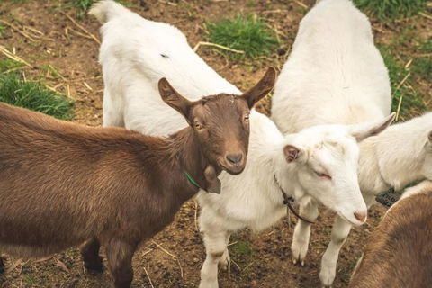 Altitude - A Tiny House Experience In A Goat Farm By Tiny Away - Port Augusta Accommodation 2