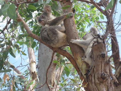 Magnetic Island Bed And Breakfast - Port Augusta Accommodation 17