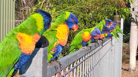Magnetic Island Bed And Breakfast - Port Augusta Accommodation 6