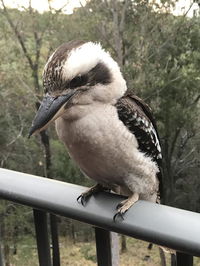 Book Tallebudgera Accommodation Vacations Port Augusta Accommodation Port Augusta Accommodation