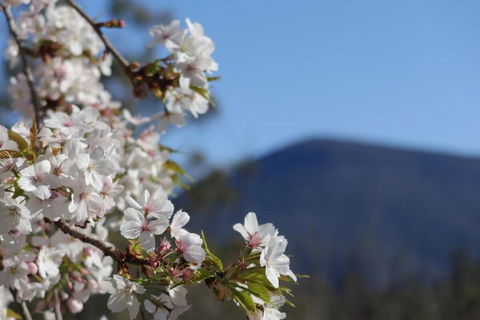Mountains And Treetops Retreat - Nature Getaway - Port Augusta Accommodation 3