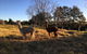 Muswellbrook Northside Bed & Breakfast - thumb 0