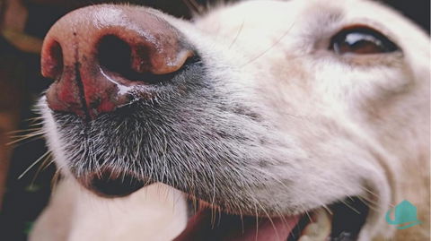 Pelican Lake Retreat - Port Augusta Accommodation 3