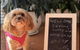 Sapphire Beach Pet Friendly Beach 5 Minute Walk - thumb 1