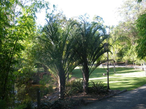 BoBRENE On Tamborine Nude Retreat - Quaint Cottage - Port Augusta Accommodation 2