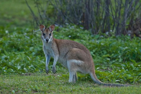Cairns 4WD Waterfall And Rainforest Tour Including Kuranda Scenic Railway - Port Augusta Accommodation 2