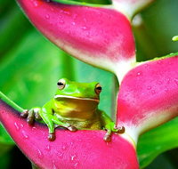 3-Day Best of Cairns Combo The Daintree Rainforest Great Barrier Reef and Kuranda