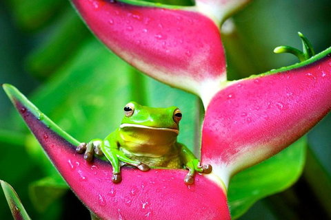 3-Day Best Of Cairns Combo: The Daintree Rainforest, Great Barrier Reef, And Kuranda - Port Augusta Accommodation 0