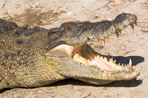 4-Day Cairns Ultimate Combo: Daintree Rainforest, Reef, Kuranda & Paronella Park - Port Augusta Accommodation 0