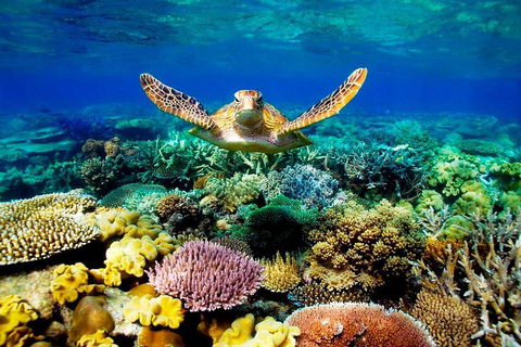 4-Day Cairns Ultimate Combo: Daintree Rainforest, Reef, Kuranda & Paronella Park - Port Augusta Accommodation 3