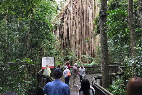 4-Day Cairns Ultimate Combo: Daintree Rainforest, Reef, Kuranda & Paronella Park - Port Augusta Accommodation 5