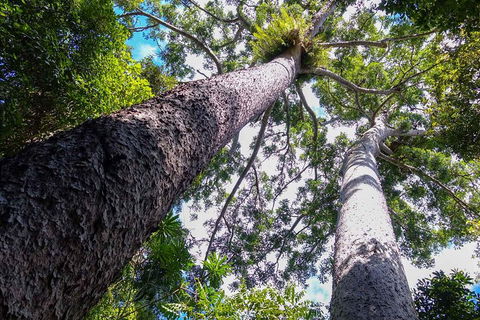 Paronella Park And Millaa Millaa Falls Full-day Tour From Cairns - Port Augusta Accommodation 1