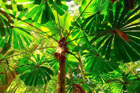 Private Daintree National Park Day Tour From Cairns Including Cape Tribulation And Mossman Gorge - Port Augusta Accommodation 3
