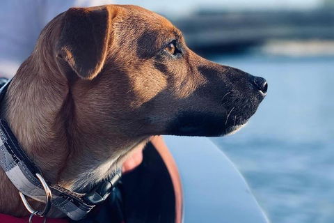 1.5-Hour Boat Rental In Melbourne - Port Augusta Accommodation 0