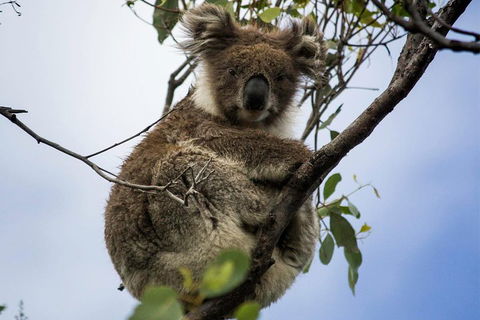 Phillip Island And French Island Wildlife Expedition - Port Augusta Accommodation 3