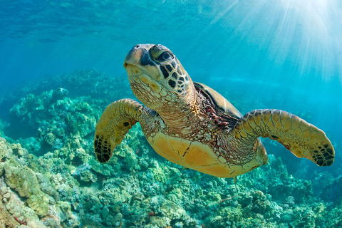 All Inclusive Tangalooma Wrecks Cruise Tour From Gold Coast - Port Augusta Accommodation 4