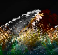 Sydney Taronga Zoo General Entry Ticket