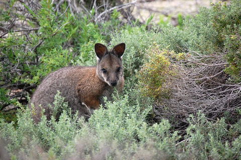 Shipwreck Special Nature Tour/Half Day Tour - Port Augusta Accommodation 3