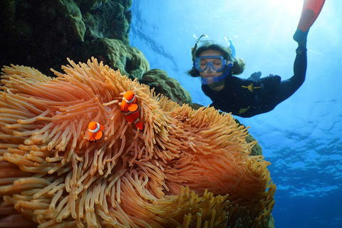 Silversonic Outer Great Barrier Reef Dive And Snorkel Cruise From Port Douglas - Port Augusta Accommodation 3