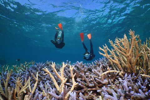 Silversonic Outer Great Barrier Reef Dive And Snorkel Cruise From Port Douglas - Port Augusta Accommodation 4