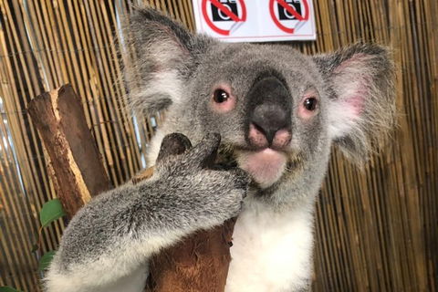Kuranda Tour Deluxe Course With Kuranda 3 Zoos Or Free Course - Port Augusta Accommodation 0