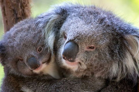 Half-Day Or Full-Day Tour With Private Guide From Melbourne - Port Augusta Accommodation 1