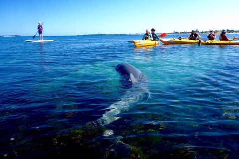 Penguin And Seal Islands Sea Kayaking Experience - Port Augusta Accommodation 0