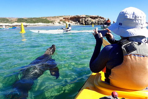 Penguin And Seal Islands Sea Kayaking Experience - Port Augusta Accommodation 2