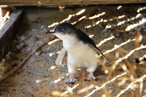 Penguin And Seal Islands Sea Kayaking Experience - Port Augusta Accommodation 3