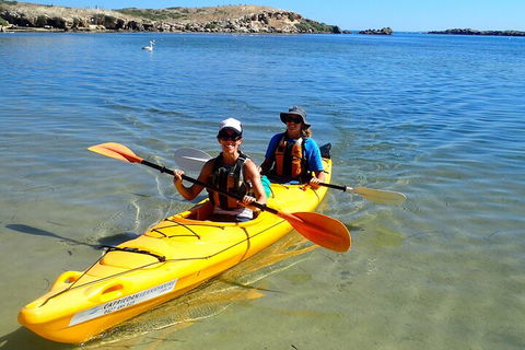 Penguin And Seal Islands Sea Kayaking Experience - Port Augusta Accommodation 5