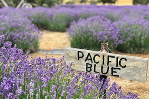 Kangaroo Island Food and Wine Trail Tour