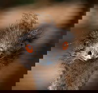 Currumbin Wildlife Sanctuary General Entry Ticket - Port Augusta Accommodation