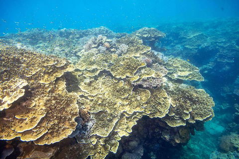 Cruise To Moore Reef Pontoon And Return Helicopter Flight From Cairns - Port Augusta Accommodation 5