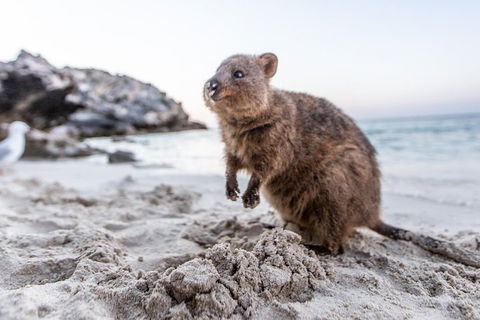 Rottnest Island All-Inclusive Grand Island Tour From Fremantle - Port Augusta Accommodation 2
