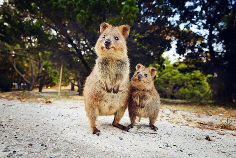 Rottnest Island All-Inclusive Grand Island Tour From Fremantle - Port Augusta Accommodation 5