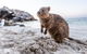 Rottnest Island Bike & Ferry Package From Perth - thumb 5