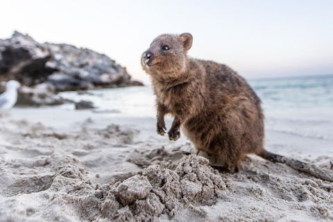 Rottnest Island Bike & Ferry Package From Perth - Port Augusta Accommodation 5