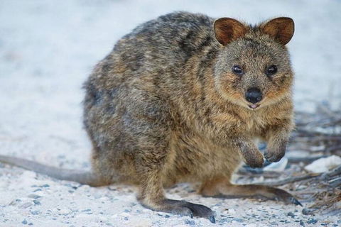 Rottnest Island Bike, Snorkel & Ferry Package From Perth - Port Augusta Accommodation 3