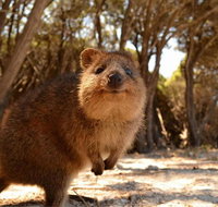 Pinnacles  Rottnest Island Scenic Air  Ground Tour - Port Augusta Accommodation