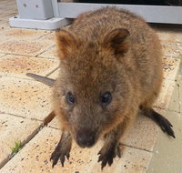 Wave Rock Pinnacles and Rottnest One Day Aeroplane Tour - Port Augusta Accommodation