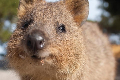 Seaplane Flights Perth To Rottnest Island And Return - Port Augusta Accommodation 2