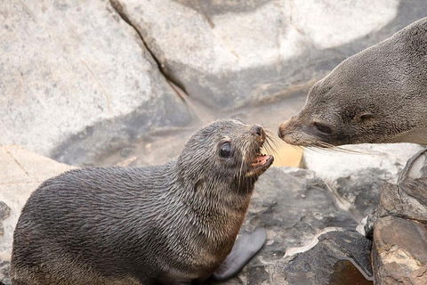 Kangaroo Island Luxury Small Group 'Flinders Chase Focus' Full Day Tour - Port Augusta Accommodation 2