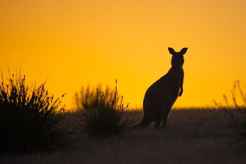 Kangaroo Island Luxury Small Group 'Flinders Chase Focus' Full Day Tour - Port Augusta Accommodation 5