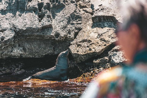Adventure Rottnest Tour With Ferry & Adventure Cruise From Perth Or Fremantle - Port Augusta Accommodation 1