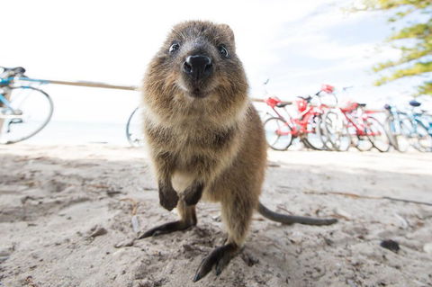 Rottnest Island Round-Trip Ferry From Perth Or Fremantle - Port Augusta Accommodation 3