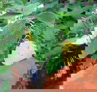 Australian Butterfly Sanctuary- Virtual Interactive Tour With Private Guide - Port Augusta Accommodation