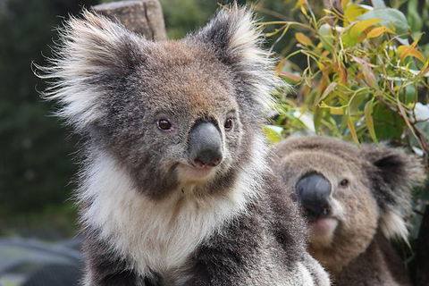 Kuranda Koala Gardens And Birdworld Admission Tickets - Port Augusta Accommodation 0