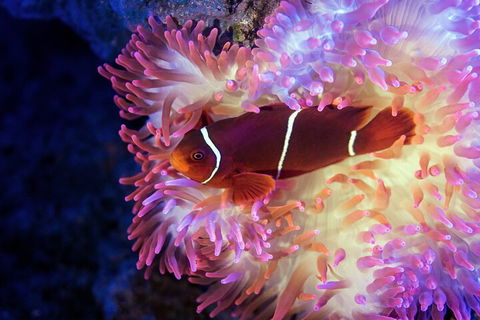 Cairns Aquarium By Twilight With 3-Course Dinner - Port Augusta Accommodation 0